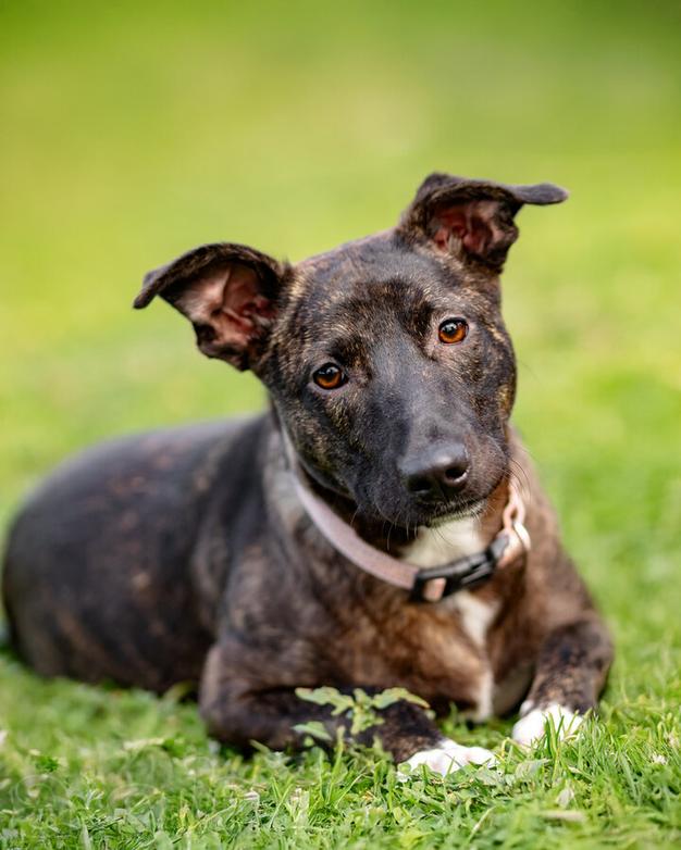 Дора, девочка, 7 мес. ищет дом.