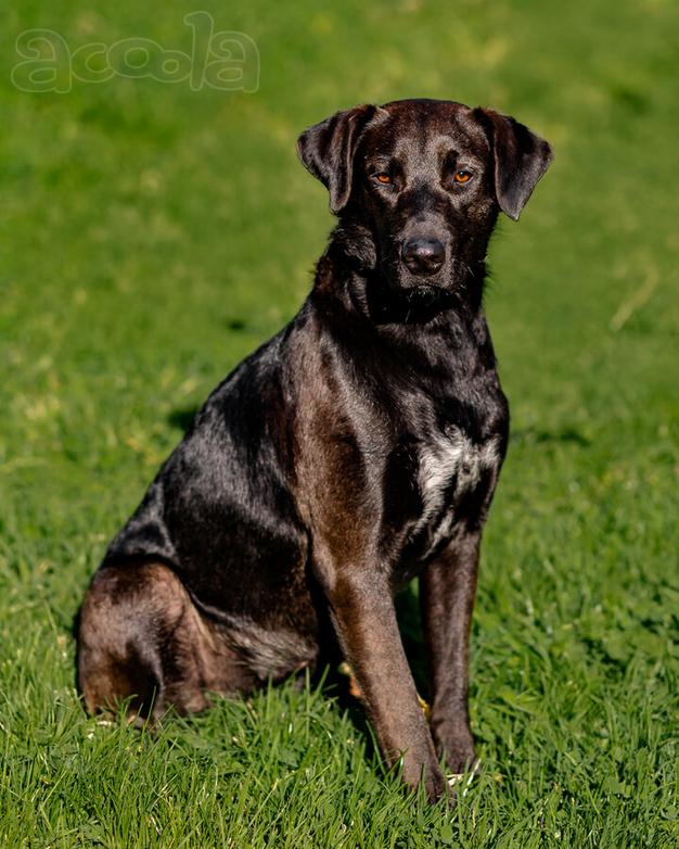 Чудесная собачка Шоколадка ищет дом.