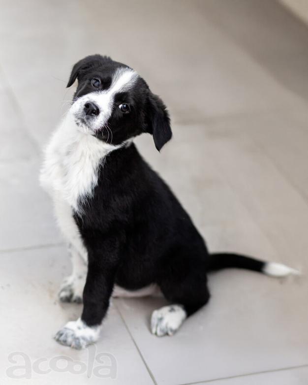 Чудесный щенок Чижик ищет дом.