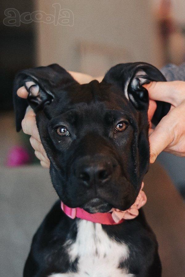 Ищут семью трое щенков Кане Корсо и их мама Лиси!