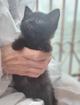 Чудесные котята Тим и Том в добрые руки.