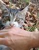 Ищут дом трое котят.