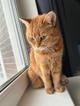 Ищет дом красивая рыжая кошечка.