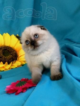 Плюшевые вислоушки голубоглазые