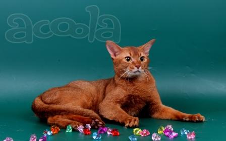 Абиссинкий  яркий кот, Чемпион -вязка.