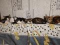 Маленькие котята в добрые руки