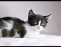 Маленькие котята-девочки в добрые руки