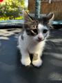 Котята брат и сестра в добрые руки
