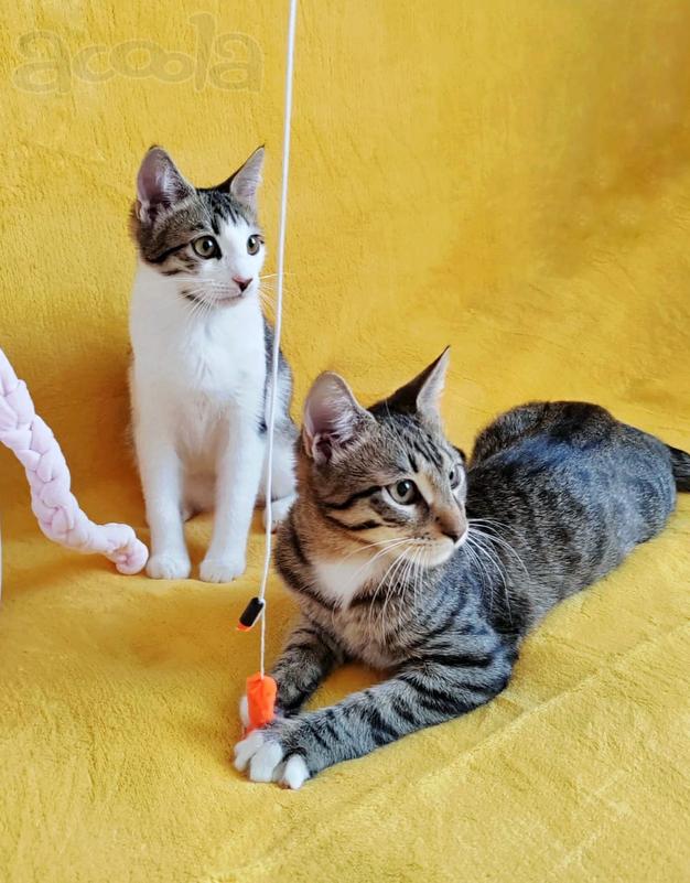 Классные котята брат и сестра в добрые руки