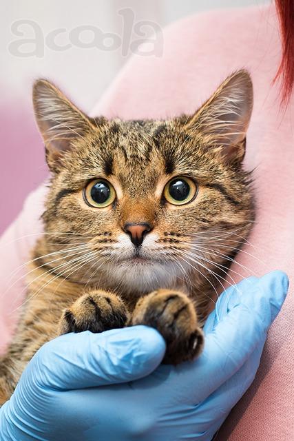 Лучший друг на все времена - кошка Ксения в добрые руки