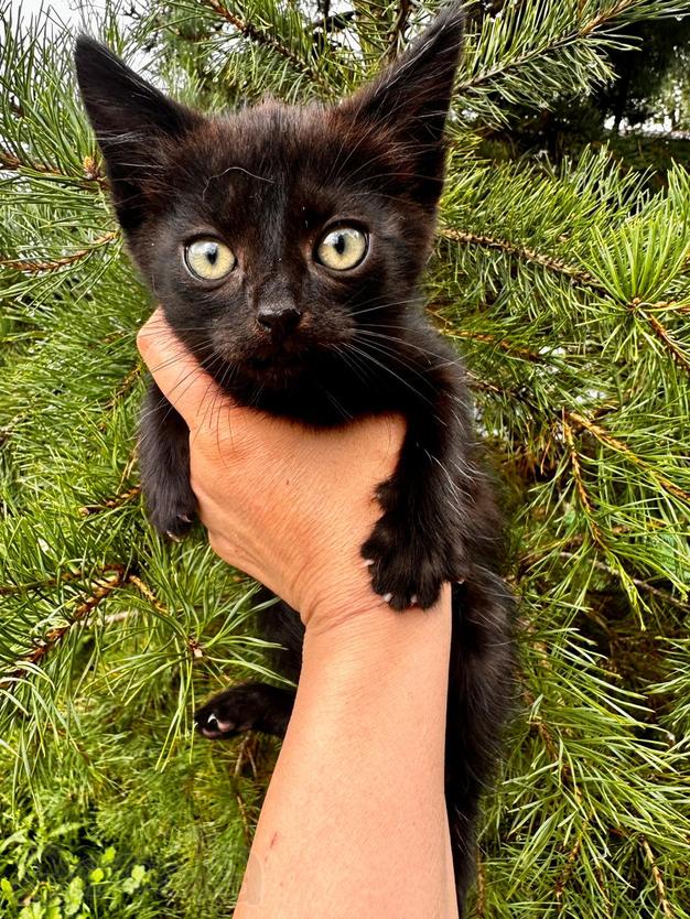 Чёрный котёнок Вук ищет заботливых хозяев
