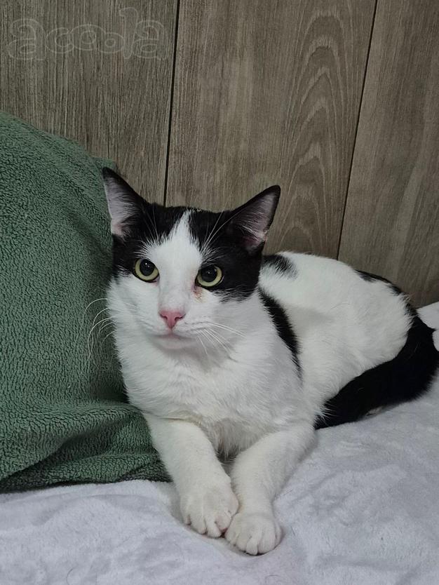 Котик Братик в добрые