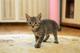 Котенок-мальчик крошка Спрайт в добрые руки