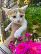 Милый котёнок Драго ищет дом мечты