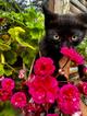 Чёрный котёнок Вук ищет заботливых хозяев
