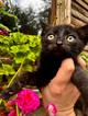 Чёрный котёнок Вук ищет заботливых хозяев