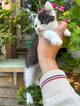 Ласковый котёнок Бован в добрые руки