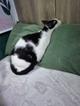 Котик Братик в добрые