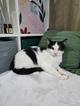 Котик Братик в добрые