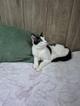 Котик Братик в добрые