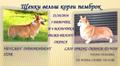 Щенки вельш корги пемброк