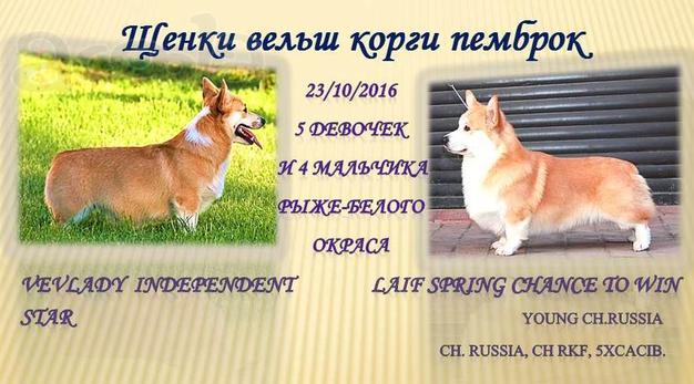 Щенки вельш корги пемброк