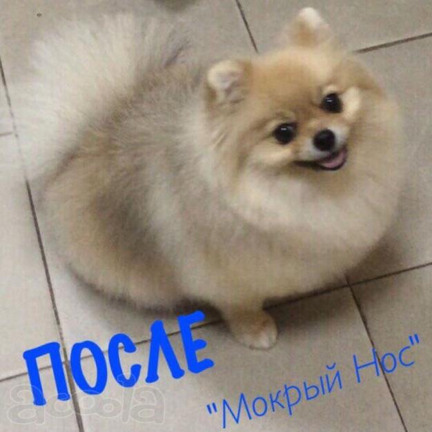Зоосалон "Мокрый нос" предоставляет полный спектр услуг по уходу за Вашими любимыми питомцами.
