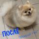 Зоосалон "Мокрый нос" предоставляет полный спектр услуг по уходу за Вашими любимыми питомцами.
