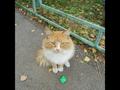 Красивый рыжий котик оказался на улице