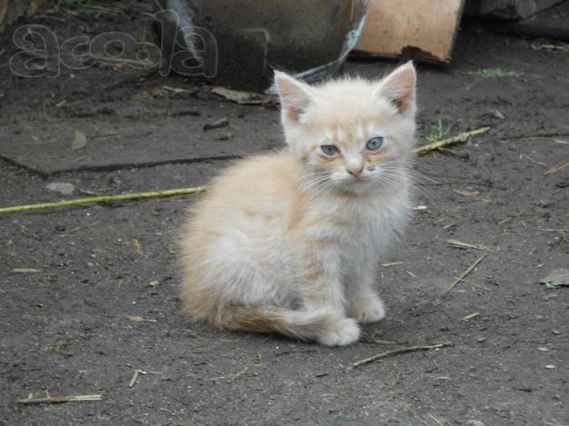 Рыжий малыш ищет дом