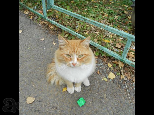 Красивый рыжий котик оказался на улице