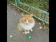 Красивый рыжий котик оказался на улице