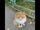 Красивый рыжий котик оказался на улице