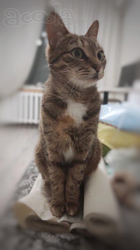 Кошка Апельсинка в добрые руки.