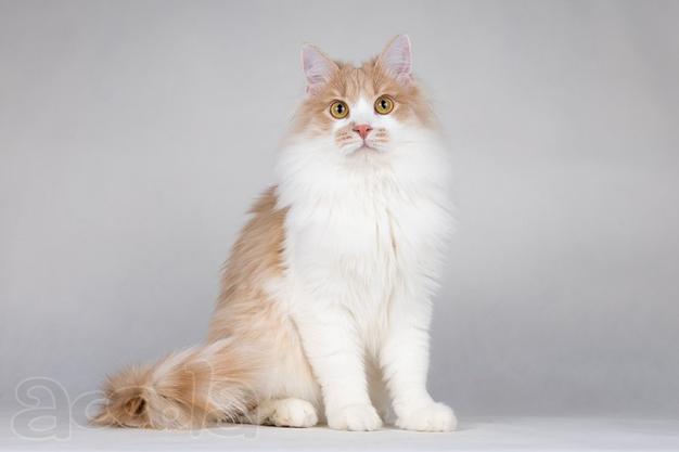 Пирожок - котик, который улыбается.