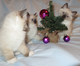 Котята породы Рэгдолл