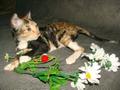 Породистый котёнок