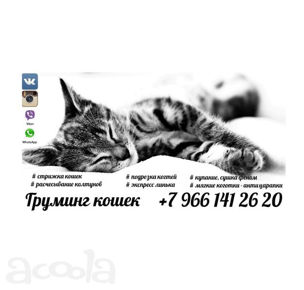 Стрижка кошек, экпресс-линька, вычесывание, подрезка когтей. Груминг кошек.