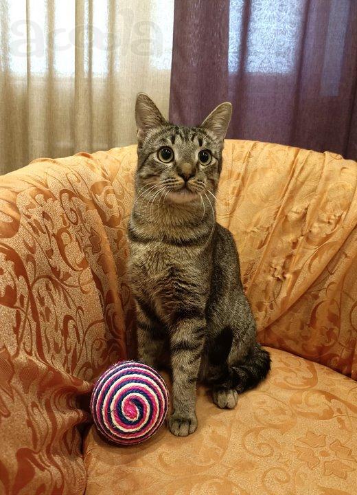 Аватар - позитивный котик.