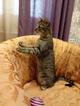 Аватар - позитивный котик.