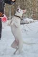 Белоснежная Лейла ищет дом.