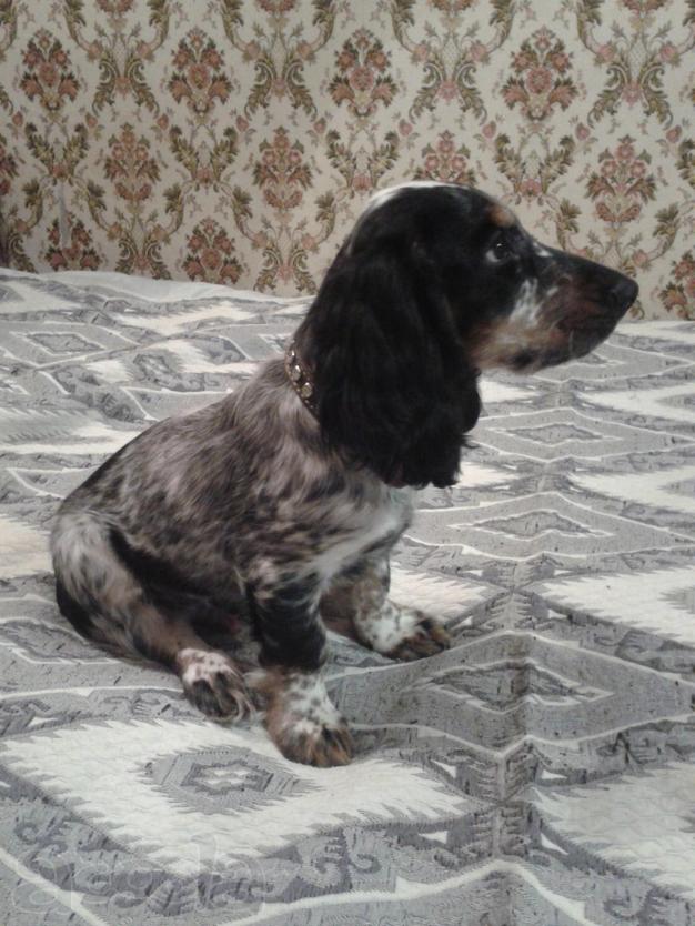 Ждут своих хозяев