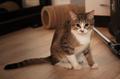 Ищет дом очаровательный котик Пухляш!