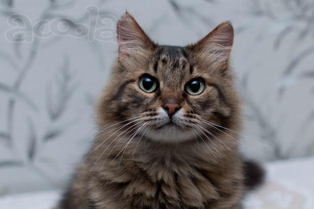 Котик Степан в добрые руки