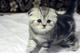 Британские и шотландские котята из элитного питомника "Silver Sharm" с опытом разведения кошек около 20 лет!
