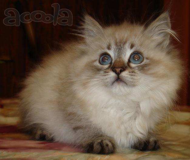 Невские маскарадные котята разного возраста, актуально