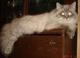 Невские маскарадные котята разного возраста, актуально