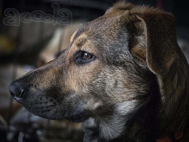 Акио - ласковый малыш в поисках дома