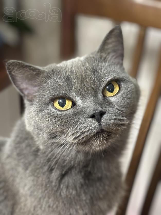 Британская кошка Мэгги в добрые руки