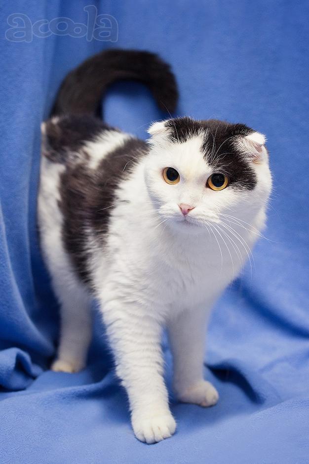 Добрая ласковая вислоухая кошка Ксюшенька ищет дом